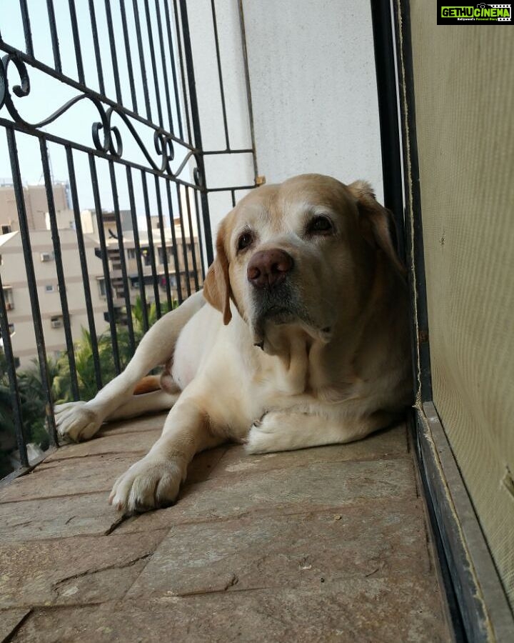 Shreyas Talpade Instagram - Wifey sent me this picture... Looks like Don's missing Daddy ! #majormissinghappening