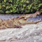 Sunder Ramu Instagram - One of the earliest images of me as a photographer and the images I shot on that trip.