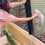 Sunitha Upadrashta Instagram – Love has no barrier.. I am sure I had a great bond and connection with this lil beautiful bird. Now It’s like a reunion. People ask me often what makes you happy ani.. and I tell them. Please watch this video.