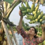 Sunitha Upadrashta Instagram - Joy of farming😊