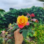 Sunitha Upadrashta Instagram - Feelings and emotions are like dewdrops.. they just stay for a fleeting moment and evaporate.