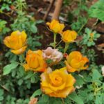 Sunitha Upadrashta Instagram - Beautiful roses for you 😊😊