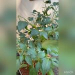 Surabhi Lakshmi Instagram – 🌶🌶🌶🌶🌶