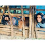 Surabhi Lakshmi Instagram – പ്രസവത്തിന്റെ മൂന്നാമത്തെ ദിവസം സുന്ദരി പശു ഞങ്ങളെ വിട്ടുപോയി  അമ്മയില്ലാതായ  ഞങ്ങളുടെ ♥️ചിന്നുക്കുട്ടി♥️..