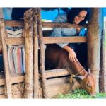 Surabhi Lakshmi Instagram – പ്രസവത്തിന്റെ മൂന്നാമത്തെ ദിവസം സുന്ദരി പശു ഞങ്ങളെ വിട്ടുപോയി  അമ്മയില്ലാതായ  ഞങ്ങളുടെ ♥️ചിന്നുക്കുട്ടി♥️..