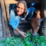 Surabhi Lakshmi Instagram – പ്രസവത്തിന്റെ മൂന്നാമത്തെ ദിവസം സുന്ദരി പശു ഞങ്ങളെ വിട്ടുപോയി  അമ്മയില്ലാതായ  ഞങ്ങളുടെ ♥️ചിന്നുക്കുട്ടി♥️..