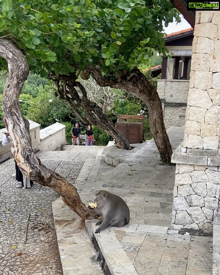 Surabhi Santosh Instagram - Uluwatu Temple was the last stop in my two week trip. It is definitely a must go! A walk through the scenic cliff during sunset just fills your soul. The cliff and sea beneath gives you a Varkala feel but the naughty and thieving monkeys will quickly make you realize that you are not in Kerala. And Iām not joking when I say that those monkeys will steal everything, from the specs resting on your head to your footwear if you leave it around, wallet and even your phone so saving your stuff from them takes a lot of effort and is an adventure in itself š SWIPE LEFT #Balistories #uluwatutemple #traveltips #scenicbeauty #adventure #laughs Uluwatu Temple, Uluwatu, Bali