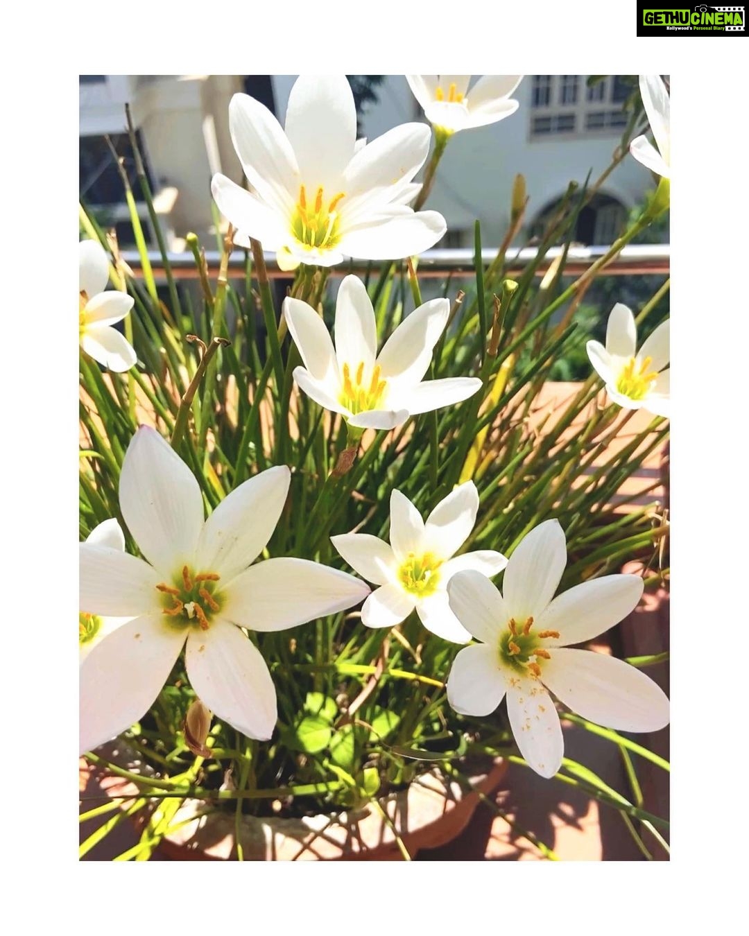 Surabhi Santosh Instagram - My lillies are in full bloom today! 🌸Happy #worldenvironmentday to everyone... May we be more grateful for the beautiful planet we live in, may we be more aware of our actions and its effects on #MotherEarth, may we learn to #love and #respect this beauty and all it’s beings and may we protect them and keep them safe like our own♥️ Happy planet = Beautiful Lives🌏