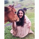 Surabhi Santosh Instagram - I rolled down the hill to pet this beauty🌸 See how dirty my clothes are.... the #chase is real you guys! 😁 Also, one among the many meanings for the name Surabhi is cow. I bet, most of you didn’t know that🤷🏻‍♀️ P.C: @ajmalzayn_ #CowsOfInstagram #StoryOfAnAnimalLover #AnimalLovers . . . . PS: I’m scared that someone might actually believe that story😂 This was taken during the climax shoot of #Kinavalli. She just happened to be there, couldn’t miss a photo op!