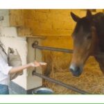 Surabhi Santosh Instagram - Simple pleasures of life 🥰 #SharingLove #AnimalLovers #HappyHorses #HappyVaishu Embassy International Riding School