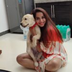 Swathi Deekshith Instagram – Zizou ❤️ #goldenretriever #dogsofinstagram