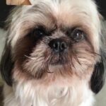 Swathi Deekshith Instagram - My rockstars 💓 @whiskeybujji #kizzi #dogsofinstagram #shihtzu #pomeraniansofinstagram #whiskeybujji #kizzibujji