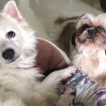 Swathi Deekshith Instagram - My rockstars 💓 @whiskeybujji #kizzi #dogsofinstagram #shihtzu #pomeraniansofinstagram #whiskeybujji #kizzibujji
