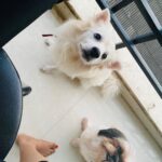 Swathi Deekshith Instagram – My boys 😍 @whiskeybujji #kizzy 

#whiskeybujji #kizzy #dogsofinstagram #lovepets #peace