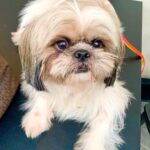 Swathi Deekshith Instagram - Cutessttttttt whiskey boy ❤️