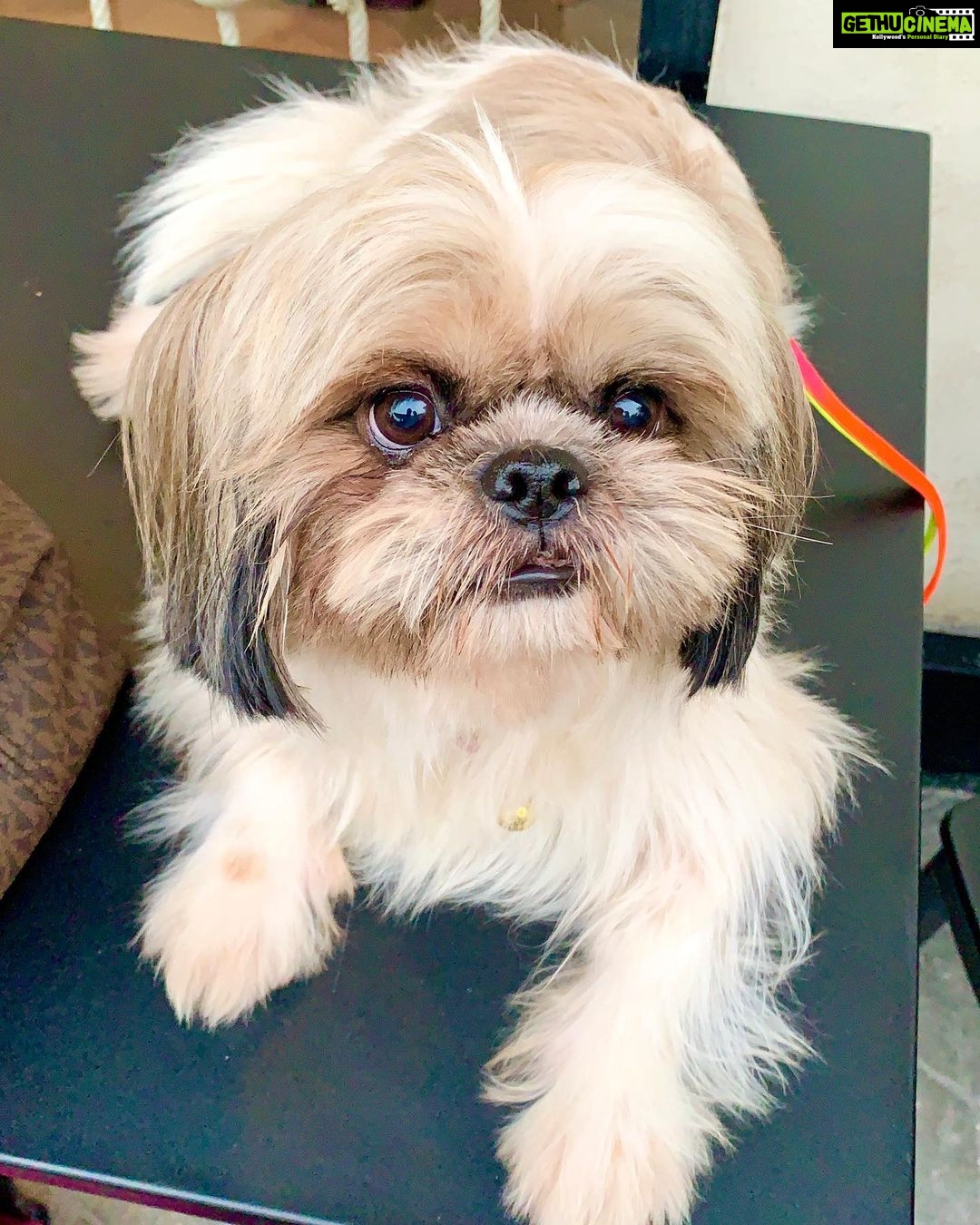 Swathi Deekshith Instagram - Cutessttttttt whiskey boy ❤️