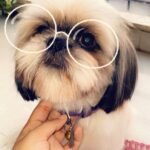 Swathi Deekshith Instagram – Post shower photoshoot 🐶 #whiskeybujji
