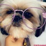 Swathi Deekshith Instagram – Post shower photoshoot 🐶 #whiskeybujji