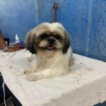 Swathi Deekshith Instagram - Inbetween sessions of grooming #chilling #bujjiwhiskey😍 #dogsofinstagram #dogs @babypet_vibes Film Nagar, Jubilee Hills