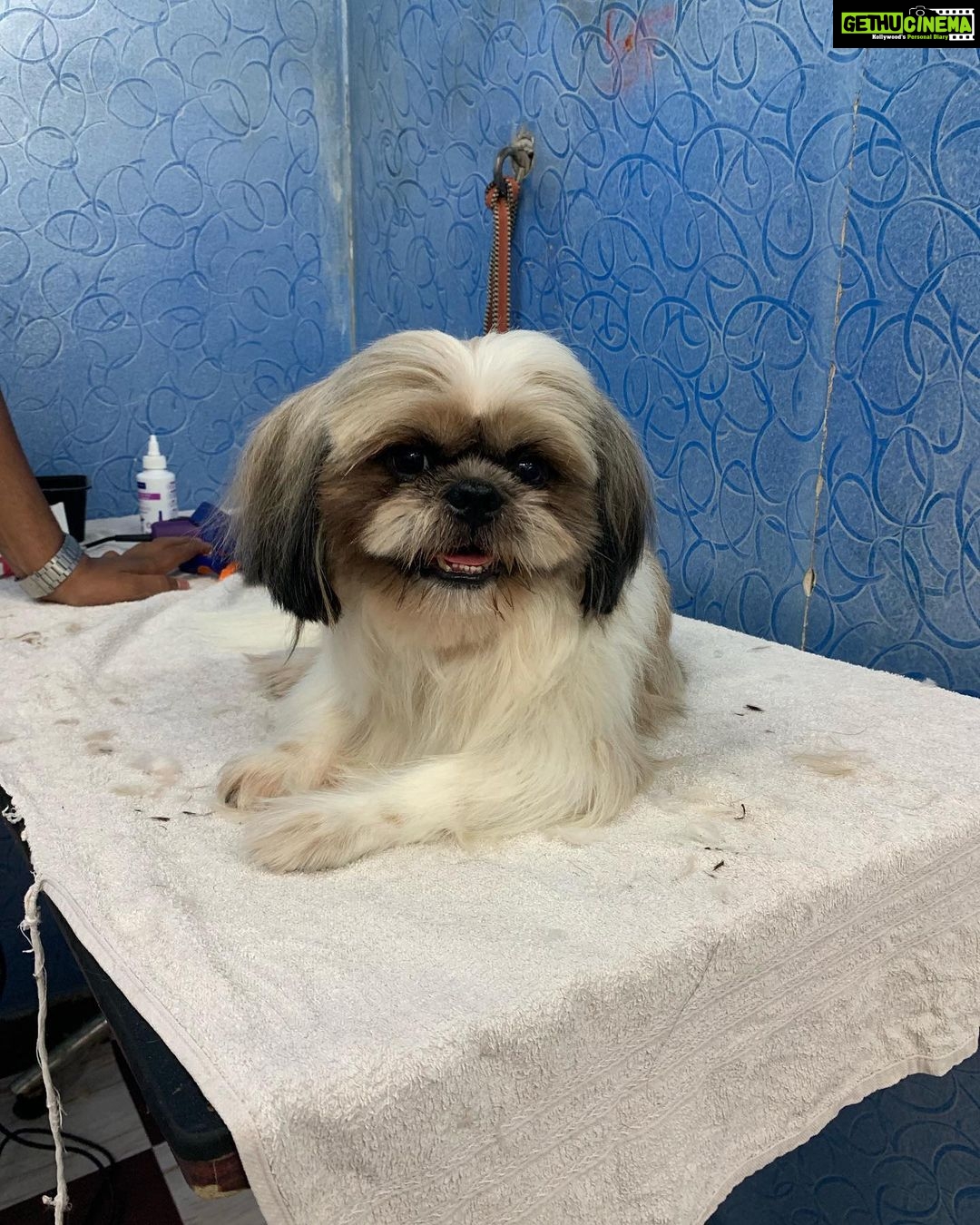 Swathi Deekshith Instagram - Inbetween sessions of grooming #chilling #bujjiwhiskey😍 #dogsofinstagram #dogs @babypet_vibes Film Nagar, Jubilee Hills