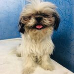 Swathi Deekshith Instagram – Whiskey Bujji before haircut look 😃