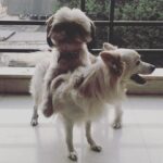Swathi Deekshith Instagram - Loves #companion #bujjiwhiskey #kizzy #myboys #instadogs #shitzu #pomeranian