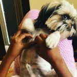 Swathi Deekshith Instagram - It’s only Monday, remember to stay relaxed 😌 #bujjiwhiskey😍 #shitzu #shihtzu #dogsofinstagram