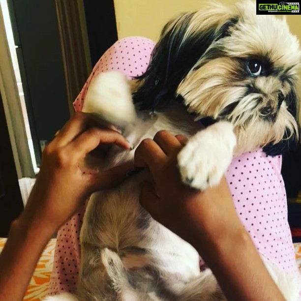 Swathi Deekshith Instagram - It’s only Monday, remember to stay relaxed 😌 #bujjiwhiskey😍 #shitzu #shihtzu #dogsofinstagram