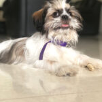 Swathi Deekshith Instagram - Bujjifelloooo❤️#whiskey🐶 #dogsarefamily #dogsofinstagram #myhappiness #bujjiwhiskey😍