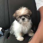 Swathi Deekshith Instagram - #whiskey #angrydog #littleone #lovedogs #dogsarefamily #bujjiwhiskey😍