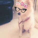 Swathi Deekshith Instagram - Do I look smart 🐶?! #mylove #love #snapchatdogs #adorable #cuties #happinessinyou #myworld #innocent