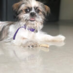 Swathi Deekshith Instagram - Bujjifelloooo❤️#whiskey🐶 #dogsarefamily #dogsofinstagram #myhappiness #bujjiwhiskey😍