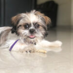 Swathi Deekshith Instagram - Bujjifelloooo❤️#whiskey🐶 #dogsarefamily #dogsofinstagram #myhappiness #bujjiwhiskey😍