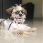 Swathi Deekshith Instagram - Bujjifelloooo❤️#whiskey🐶 #dogsarefamily #dogsofinstagram #myhappiness #bujjiwhiskey😍