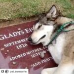 Swathi Deekshith Instagram – #purelove #bestones #loyalty #heart❤️ #dogslover #dogsarethebest