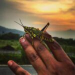 Vikrant Massey Instagram – #GoodbyeMonsoon #MrHopper #Nature #Colour #Shukr