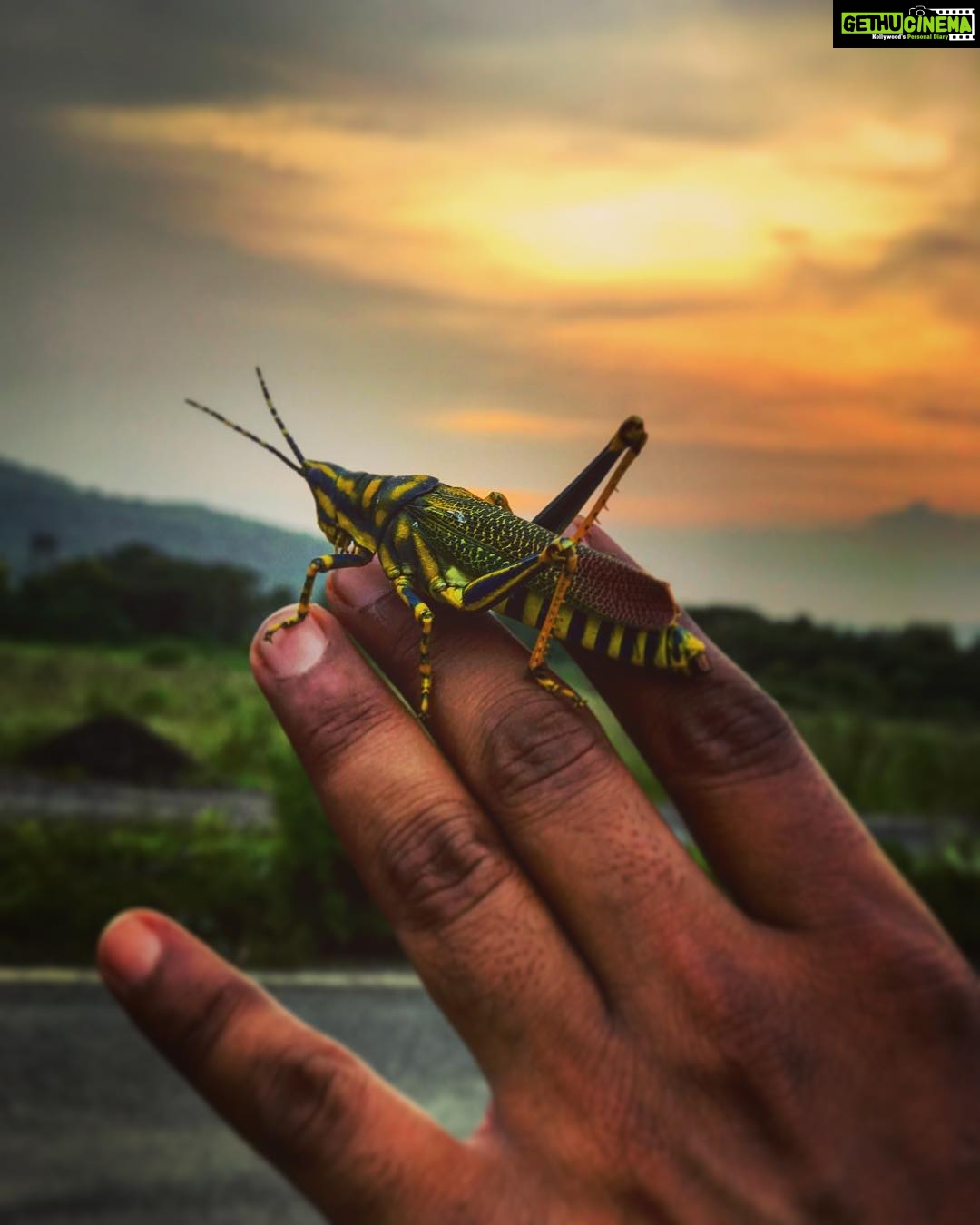 Vikrant Massey Instagram - #GoodbyeMonsoon #MrHopper #Nature #Colour #Shukr