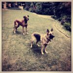 Vikrant Massey Instagram - #Delhi #Vito #Norah #BallTime #ExerciseTime #Winters #Travel #Happiness @kabeer737