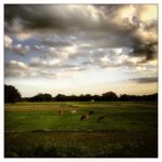 Vikrant Massey Instagram - #UttarPradesh #PhotoOnTheMove #Travel #Train #Green #OpenFields #Nature #Cattle #Sunset #Rains #Shukr #Happiness