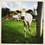 Vikrant Massey Instagram - #Chunar #UttarPradesh #Shoot #Shooting #PictureWrap #Calf #Confused #India #RealIndia #Village #Nature #Green #Travel #Love #Life #Live #Shukr