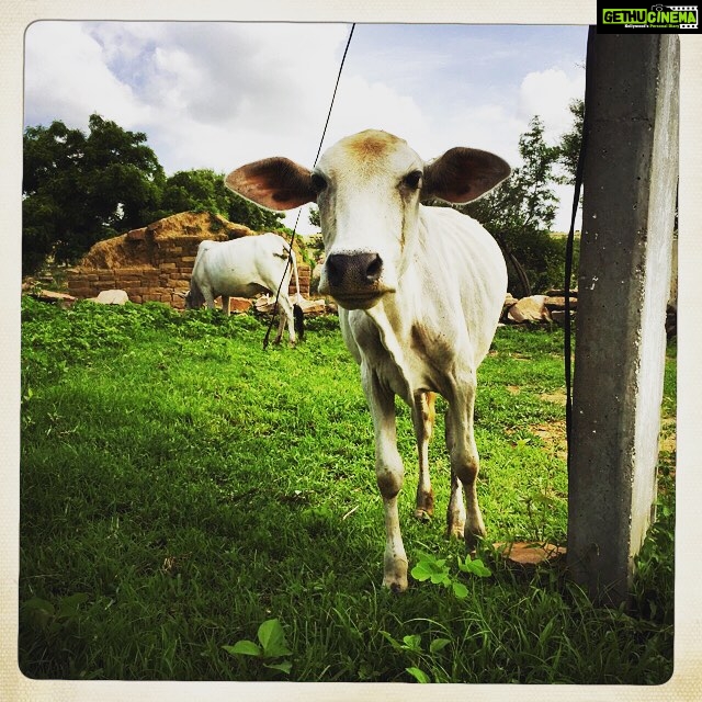 Vikrant Massey Instagram - #Chunar #UttarPradesh #Shoot #Shooting #PictureWrap #Calf #Confused #India #RealIndia #Village #Nature #Green #Travel #Love #Life #Live #Shukr