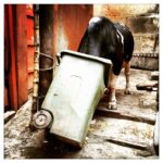Vikrant Massey Instagram - #Benaras #Dashashwamedh #ModiSarkaar #PMconstituency #SwacchBharat #IndianBull #HungryBull #PoorBull #Hunger #Nature #Need #Food #Ignored #UnfortunateReality #Signs #Society #Blessed #Travel #Love #Live #Life #Shukr