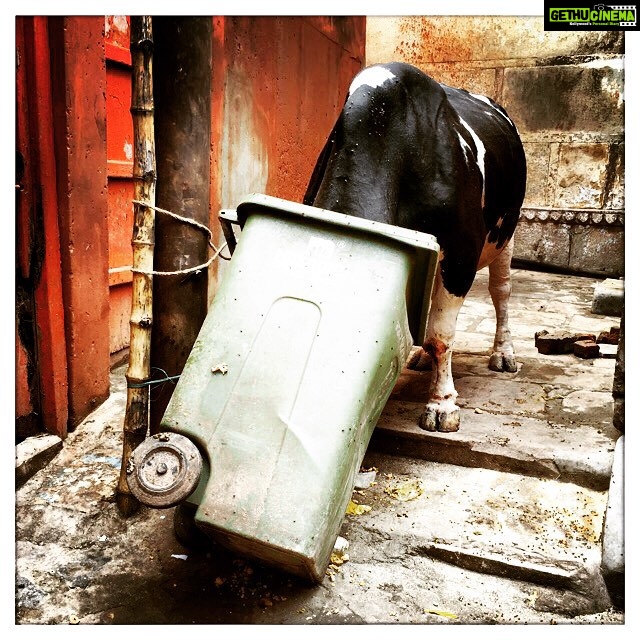 Vikrant Massey Instagram - #Benaras #Dashashwamedh #ModiSarkaar #PMconstituency #SwacchBharat #IndianBull #HungryBull #PoorBull #Hunger #Nature #Need #Food #Ignored #UnfortunateReality #Signs #Society #Blessed #Travel #Love #Live #Life #Shukr