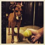 Vikrant Massey Instagram - #Delhi #Vito #playtime #tennisball #focused #thoughtful #travel #life #love #happiness #kabeerarif