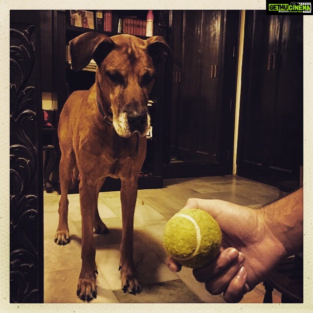 Vikrant Massey Instagram - #Delhi #Vito #playtime #tennisball #focused #thoughtful #travel #life #love #happiness #kabeerarif
