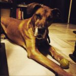 Vikrant Massey Instagram - #Delhi #Vito #playtime #Giantkutta #pensive #thoughtful #travel #happiness #life #kabeerarif