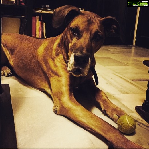 Vikrant Massey Instagram - #Delhi #Vito #playtime #Giantkutta #pensive #thoughtful #travel #happiness #life #kabeerarif
