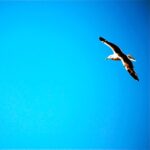 Vikrant Massey Instagram - #flyhigh #freedom #happiness #wanderer #seagulls
