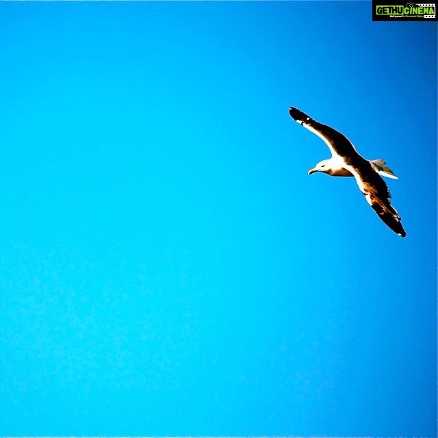 Vikrant Massey Instagram - #flyhigh #freedom #happiness #wanderer #seagulls