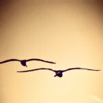 Vikrant Massey Instagram - #companionship #compatibility #flyhigh #freedom #seagulls